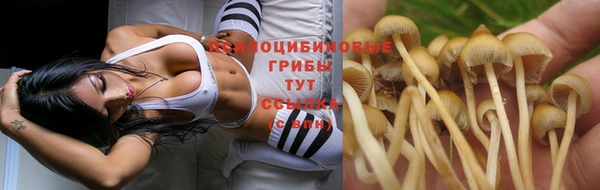 стаф Дмитровск